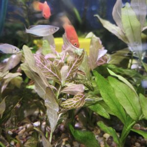 Ludwigia Repens