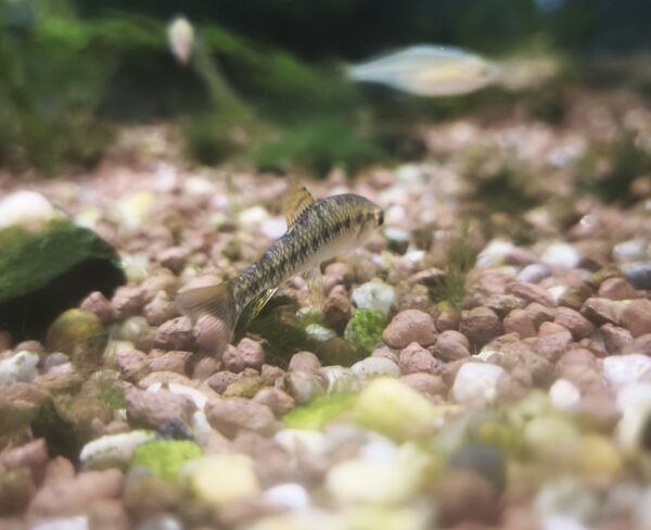 Tetra Colibri - Imagen 1