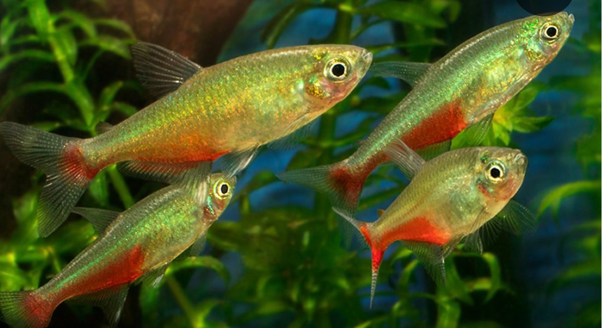 2025/09/1000250223.jpg Tetra Federal - Imagen 1