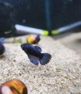 Betta Hembra