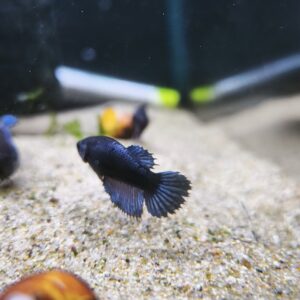 Betta Hembra