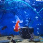 Carassius Telescópicos redcap