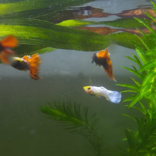 Guppy Snow white macho - Imagen 1
