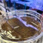 D-allio 100g  con 30% ajo Tropical