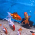 Carassius sarasa 5cm