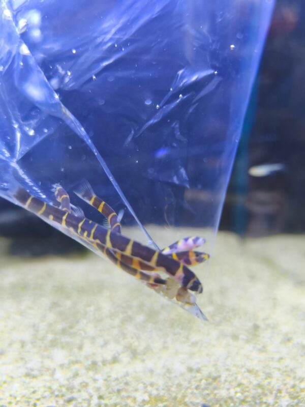 Kulli loach - Imagen 1