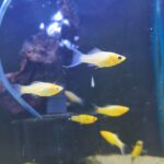 Molly Leopardo Amarillo