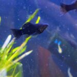 Molly Balón lira Negra