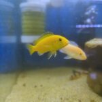 CF Labidochromis limon