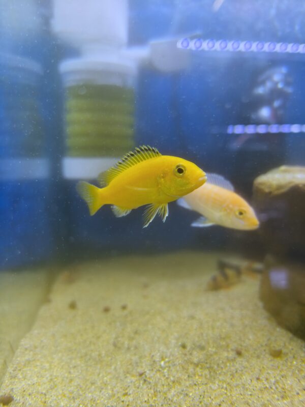CF Labidochromis limon - Imagen 1