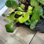 Planta Acuática Jacinto de Agua