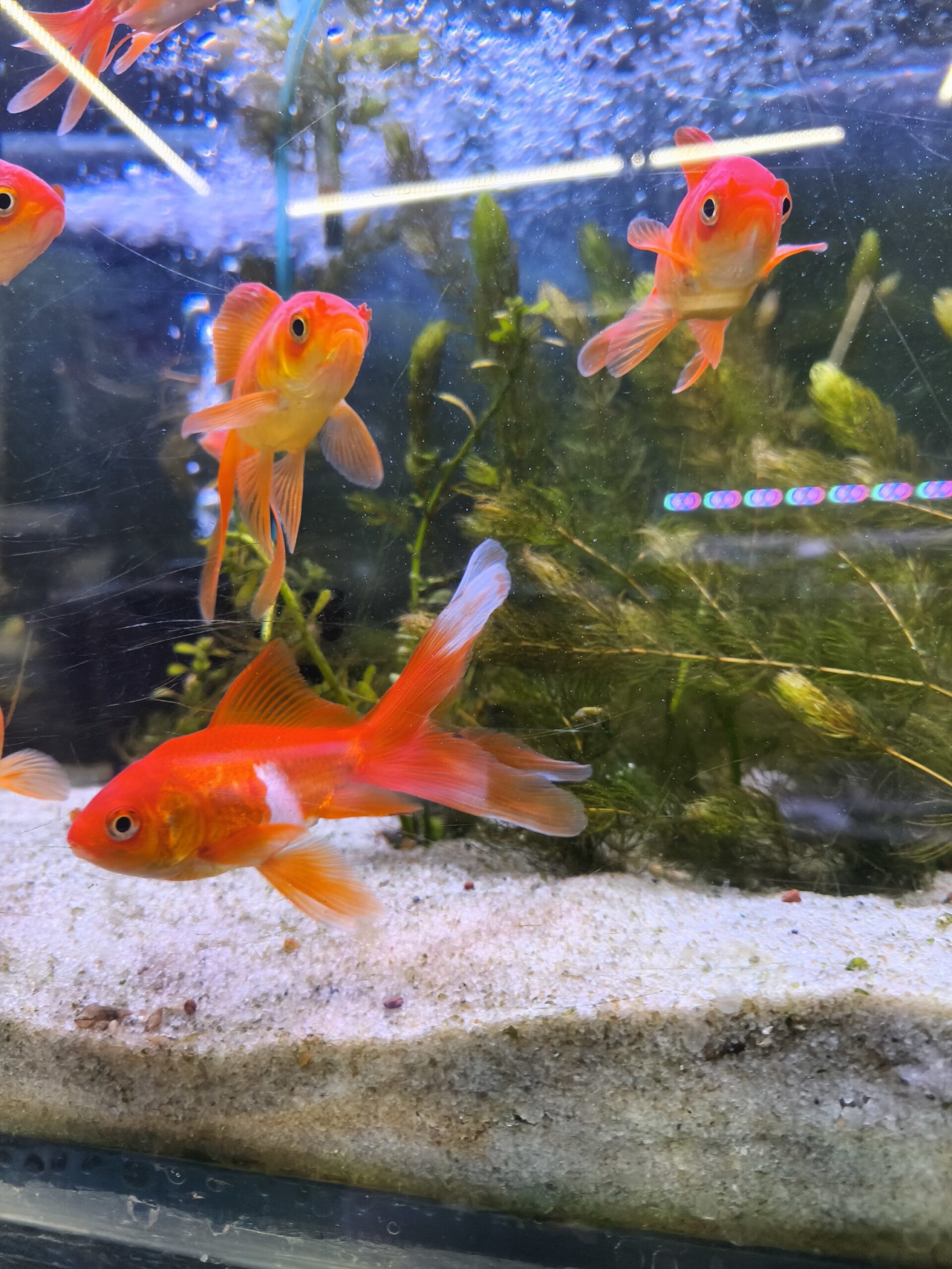 2025/10/1000277093-scaled.jpg Carassius T4 7.5cm - Imagen 1