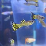 Guppy Cobra Black