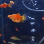 Platy Mickey rojo