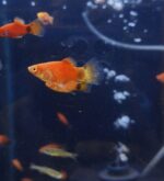 Platy Mickey rojo