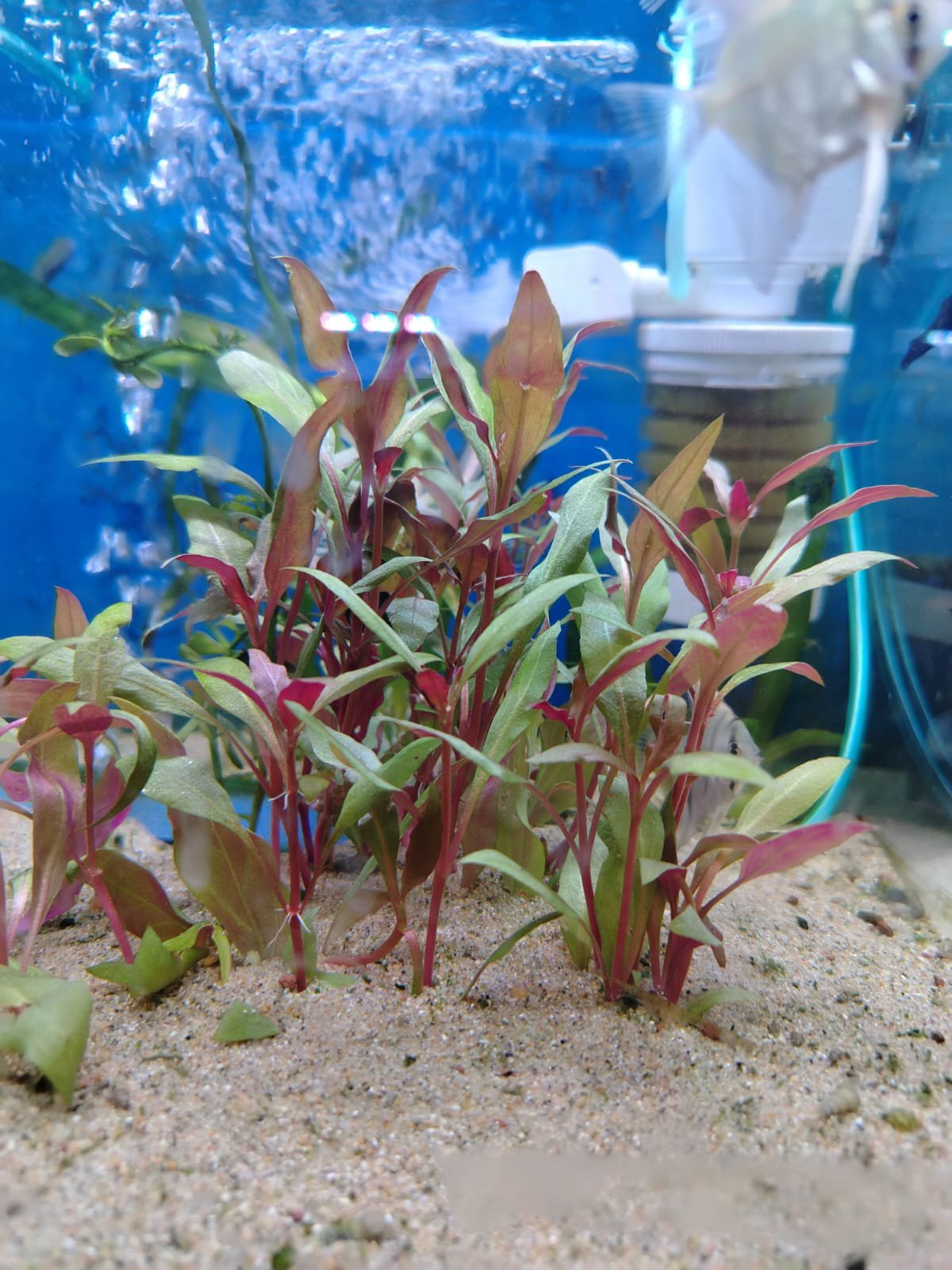 2025/12/1000297523.jpg altherantera morada - Imagen 1