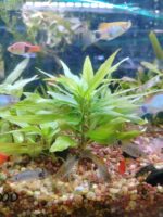 Cerezo Podas 10cm - Hygrophila corymbosa - Imagen 2