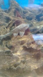 Plecostomus - Imagen 2