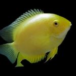 Severum Gold - Ciclidos Americano