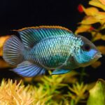 Acara Blue - Ciclidos Americano