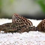 Plecostomus