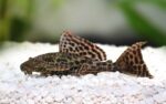 Plecostomus