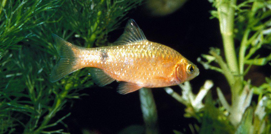 2025/12/1000302597-1.jpg Conchonio Puntius - Imagen 1