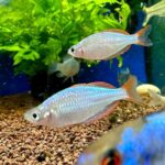 Melanotenia Precox 3.5cm