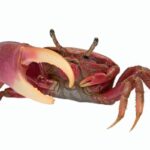 Cangrejo Violinista - Hembra y Machos