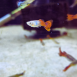 Guppy cobra red