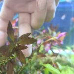 Ludwigia Morada