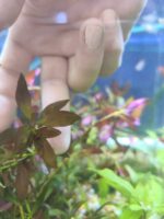 Ludwigia Morada