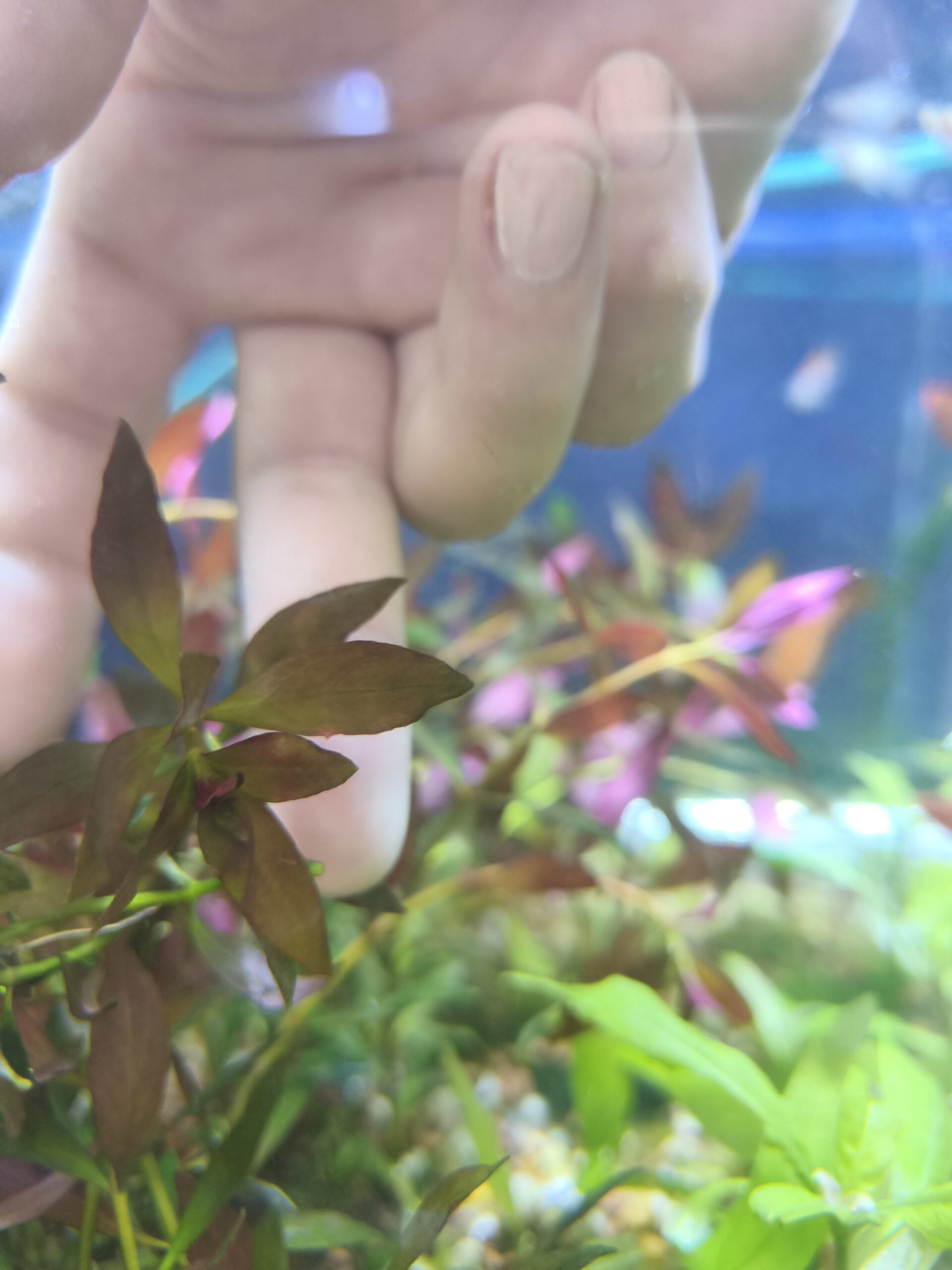 2026/01/1000311961-scaled.jpg Ludwigia Morada - Imagen 1