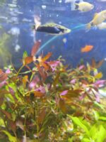 Ludwigia Morada - Imagen 2