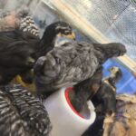 Pollitos Criollos 1 mes