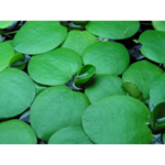 Planta Limnobium laevigatum