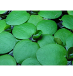 Planta Limnobium laevigatum