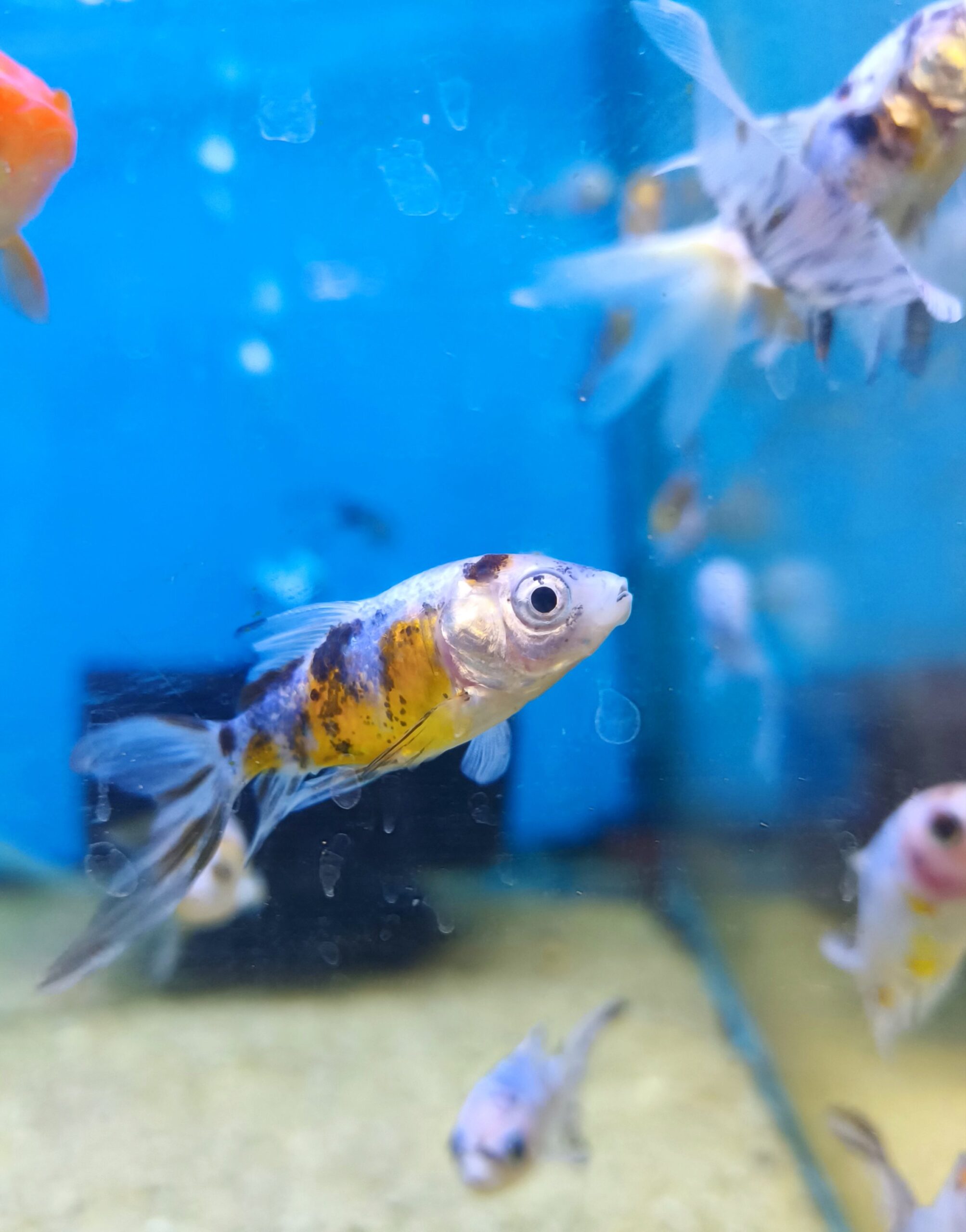 2026/01/1000332494-scaled.jpg Carassius Shubunkin - Imagen 1