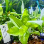 Cerezo compacto - Higrophila corymbosa