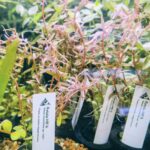 Rotala HRA - Rotala rotundifolia