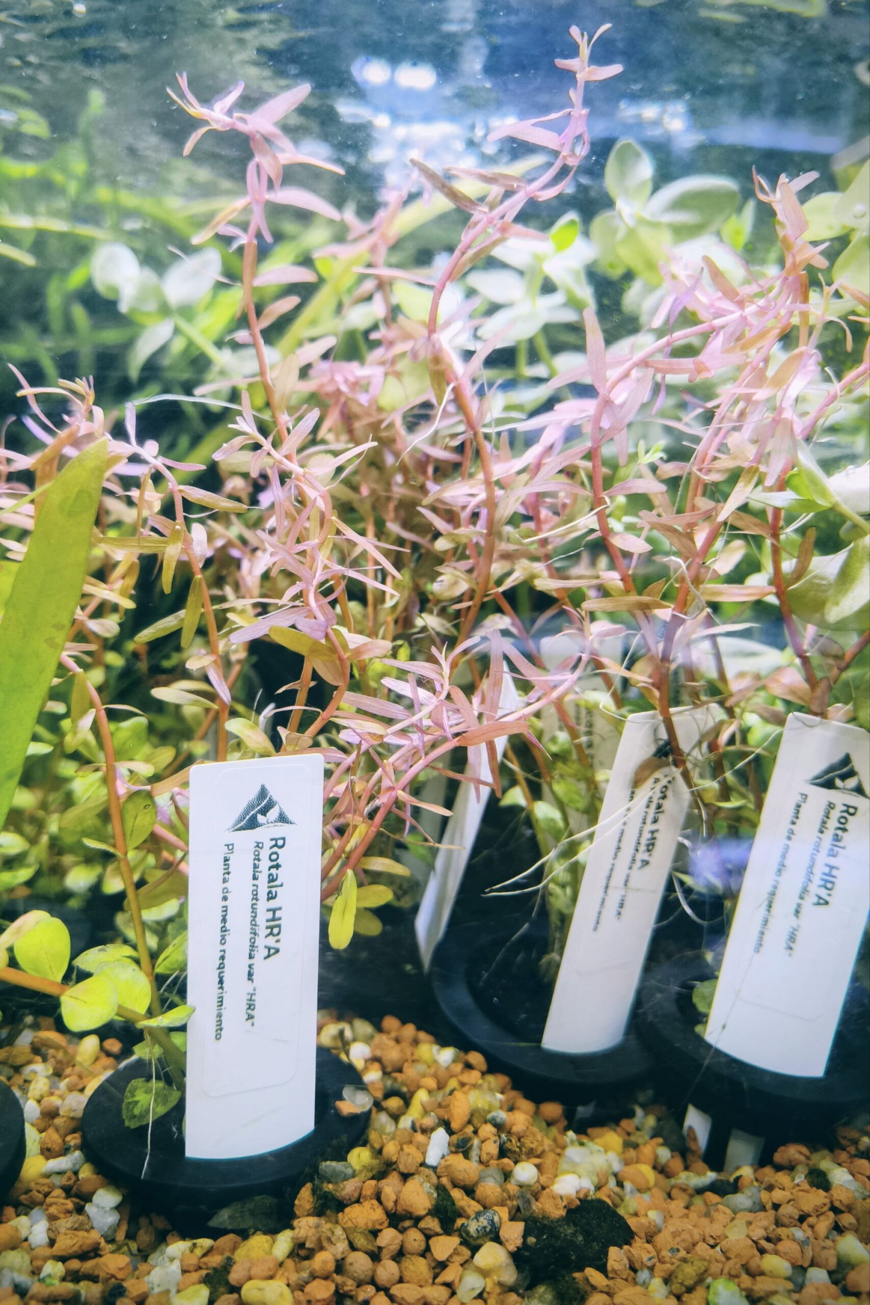 2026/02/1000334189-scaled.jpg Rotala HRA - Rotala rotundifolia - Imagen 1