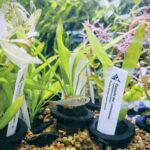 Espada del Amazona - Echinodorus bleheri