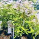 Higrophilia Rosanervig - Higrophilia sp.