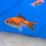 Carassius Sarasa 3cm