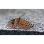 Corydora puntatus