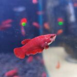 Betta Hembra Roja