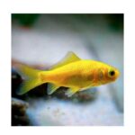 Carassius Cometa Oro