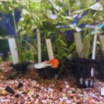 Guppy cobra rojo macho