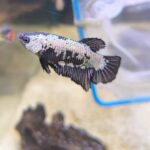 Betta Samurai no sexado