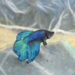 Betta macho splendens